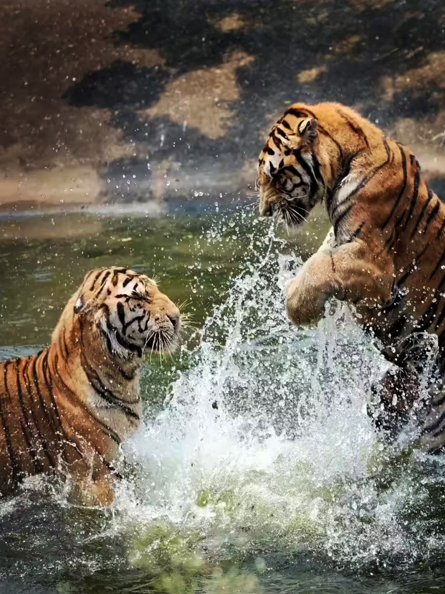 Jungle Resort in Jim Corbett